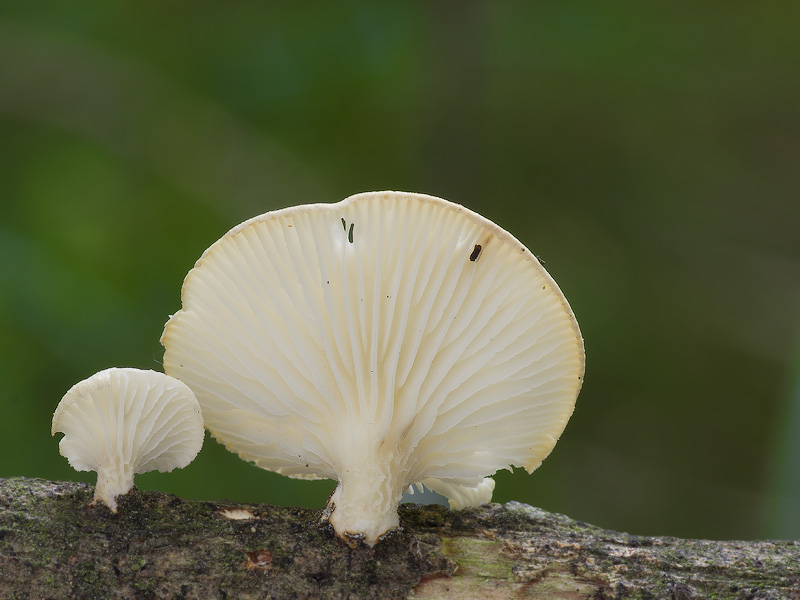 Lentinus suavissimus